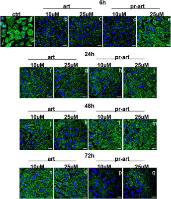 Drug affinity-responsive target stability unveils filamins as biological targets for artemetin, an anti-cancer flavonoid